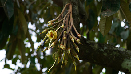 Durio zibethinus yellow-green flowers in hanging bunches on dark stalks are blooming on the tree