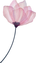 Watercolor transparent flower, PNG, botanical illustration, wedding design