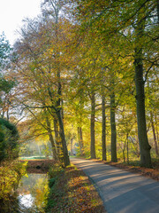 country road near utrecht in autumnal forest on utrechtse heuvelrug in the fall
