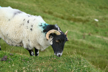 typically coloured sheep on a Pasture in Kerry county, Republik of Ireland