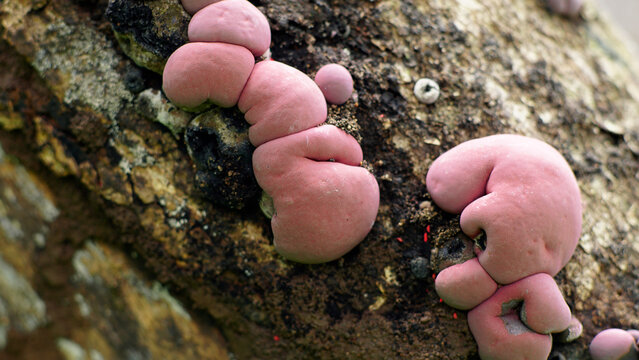 The Daldinia concentrica is known by several common names, including King Alfred's cake, cramp balls, and coal fungus, grows on weathered tree trunks, colored in the form of reddish-purple bubbles.