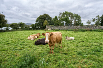 Naklejka premium cows on a Pasture in Kerry county, Republik of Ireland