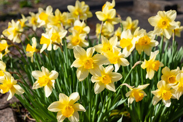 Fototapeta premium スイセン花壇