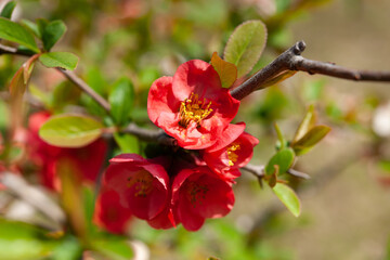 赤い木瓜の花