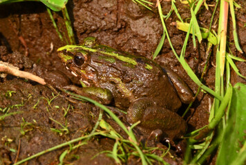 frog on the ground