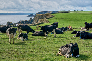 herd of milk cows grazing on a pasture on top of the cliffs of the Irish southcoast, County...