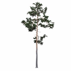 deciduous tree, isolated on white background, 3D illustration, cg render