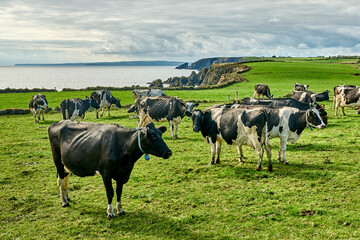 herd of milk cows grazing on a pasture on top of the cliffs of the Irish southcoast, County Waterford, Republik of Ireland - obrazy, fototapety, plakaty