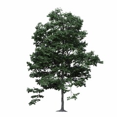 Obraz premium deciduous tree, isolated on white background, 3D illustration, cg render