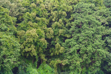 鬱蒼とした緑の森