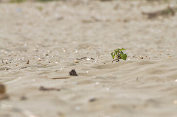 Green plant growing in sand