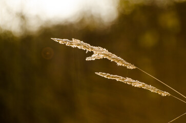 Naklejka premium Grain stick against blurred background