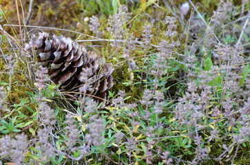 Conifer cone in the grass