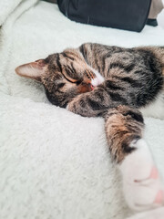 Cat sleeping on the sofa