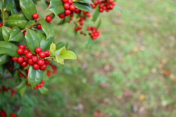  Christmas background with Holly bush with red berries with copy space. Ilex cornuta, also called chinese Holly in the garden