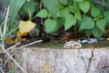 mushrooms on the tree stump