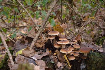 mushrooms in the forest, close up