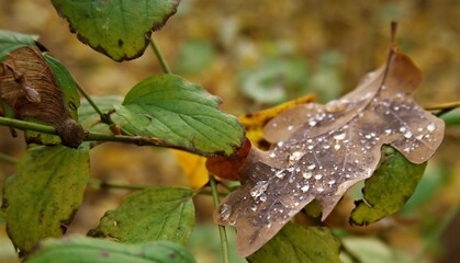 waterdrops on brown leaf in autumn