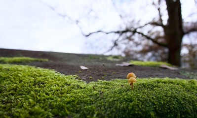 mushrooms in moss on roof