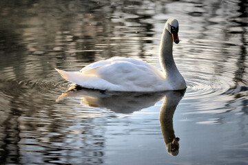 Swan