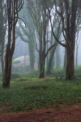 Amazing old forest with mist