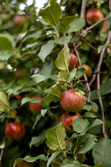 Red juicy apples hang on branches on a tree on a blue sky background