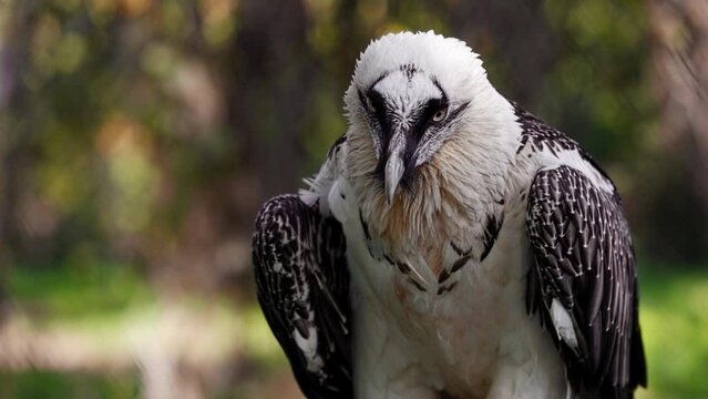 Bearded Vulture, Gypaetus barbatus, detail portrait of rare mountain bird. Close-up portrait of beautiful mountain bird. Slow motion 120 fps video, ProRes 422 high quality
