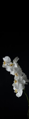 Fototapeta na wymiar vertical banner 4x1 with white orchid flowers with water droplets on a black background close-up