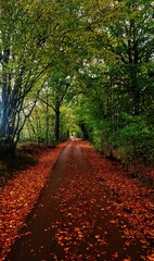 Footpath in the Woods