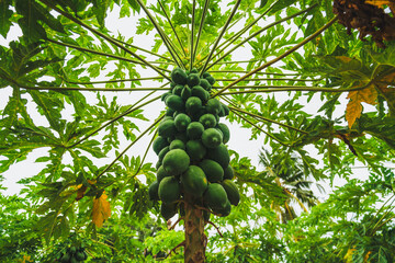 A papaya tree with hollow stems and petioles. The leaves are arranged in a spiral and clustered at the growing tip of the trunk. The plant is showing a heavy fruiting crop that is still green. - obrazy, fototapety, plakaty