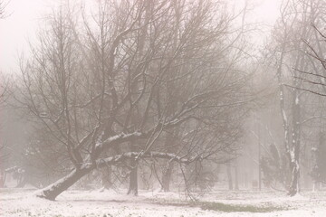 Winter landscape with trees in the fog.