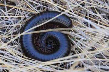 Tausendfüßler Krüger Nationalpark Südafrika 