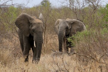 Obraz na płótnie Canvas Elefantenkühe Krüger Nationalpark Südafrika 