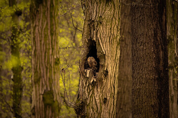 Puszczyk w starym lesie - Tawny owl - obrazy, fototapety, plakaty