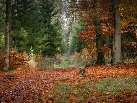 Stimmungsvoller Waldweg im Herbst. Der Boden ist bedeckt mit einer dicken Schicht aus leuchtend orangefarbenem und braunem Laub. Mischwald aus gr&uuml;nen Nadelb&auml;umen und kahlen Laubb&auml;umen. Neblige Tiefe.