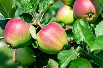 Photography on theme beautiful fruit branch apple tree
