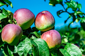 Photography on theme beautiful fruit branch apple tree