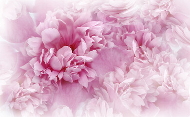 Pink peinies flowers and petals. Spring floral background.  Nature.