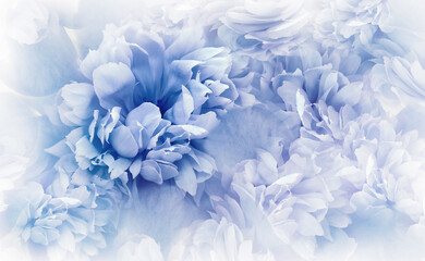 Fototapeta na wymiar Blue peonies flowers and petals. Spring floral background. Nature.