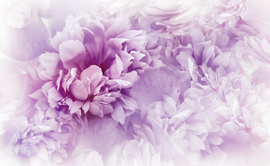 Purple peonies flowers and petals. Spring floral background.  Nature.