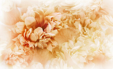 Orange  peonies flowers and petals. Spring floral background.  Nature.