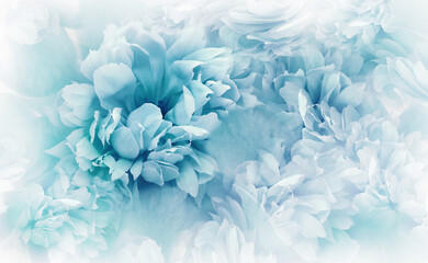 Blue  peonies flowers and petals. Spring floral background.  Nature.