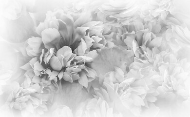 White-black  peonies flowers and petals.  floral background.  Nature.