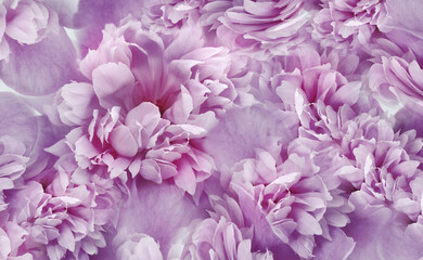 Pink-purple  peonies flowers and petals. Spring floral background.  Nature.