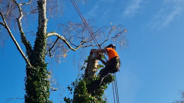 Lumberjack with saw and harness climbing a tree