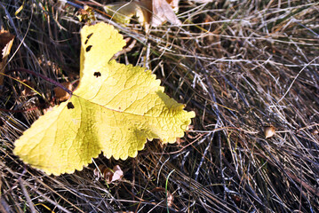 Yellow autumn leaf on dry gray grass close up detail, top view - 549430144