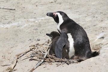 Brillenpinguin Boulders Beach S&uuml;dafrika