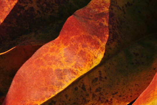 Autumn yellow-red leaves background,close up detail