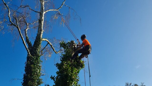 Lumberjack with saw and harness climbing a tree