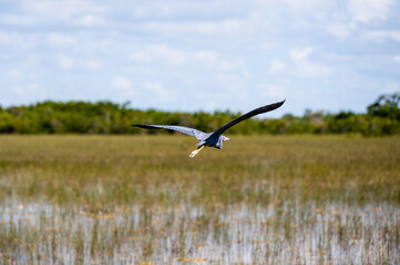 Fototapeta na wymiar Great Blue Heron flying in natural habitat in Florida.